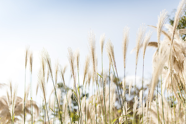 포토 JPG 주간 계절 여행 꽃밭 자연 하늘 풍경 사람없음 야외 가을풍경 가을 편안함 감성 팜파스그라스 국내포토 자연요소 식물 꽃 컨셉 감각 생태계 파일형식 가을_계절