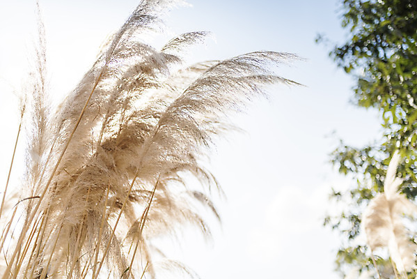 포토 JPG 주간 계절 여행 꽃밭 자연 하늘 풍경 사람없음 야외 가을풍경 가을 편안함 감성 팜파스그라스 국내포토 자연요소 식물 꽃 컨셉 감각 생태계 파일형식 가을_계절