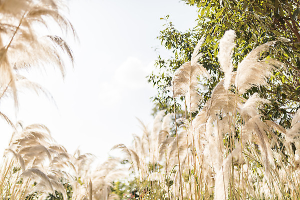 포토 JPG 주간 계절 여행 꽃밭 자연 하늘 풍경 사람없음 야외 가을풍경 가을 편안함 감성 팜파스그라스 국내포토 자연요소 식물 꽃 컨셉 감각 생태계 파일형식 가을_계절