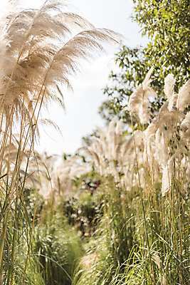 포토 JPG 주간 계절 여행 꽃밭 자연 하늘 풍경 사람없음 야외 가을풍경 가을 편안함 감성 팜파스그라스 국내포토 자연요소 식물 꽃 컨셉 감각 생태계 파일형식 가을_계절