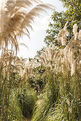포토 JPG 주간 계절 여행 꽃밭 자연 하늘 풍경 사람없음 야외 가을풍경 가을 편안함 감성 팜파스그라스 국내포토 자연요소 식물 꽃 컨셉 감각 생태계 파일형식 가을_계절