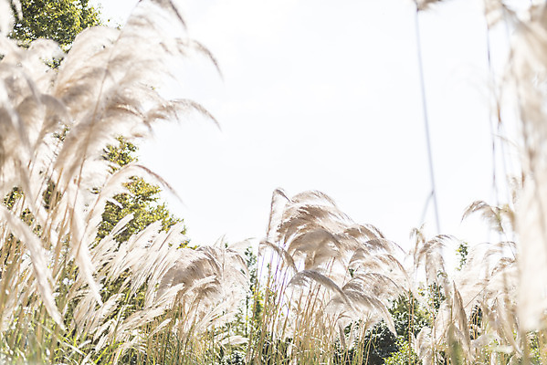 포토 JPG 주간 계절 여행 꽃밭 자연 하늘 풍경 사람없음 야외 가을풍경 가을 편안함 감성 팜파스그라스 국내포토 자연요소 식물 꽃 컨셉 감각 생태계 파일형식 가을_계절