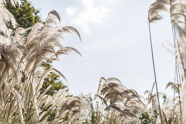포토 JPG 주간 계절 여행 꽃밭 자연 하늘 풍경 사람없음 야외 가을풍경 가을 편안함 감성 팜파스그라스 국내포토 자연요소 식물 꽃 컨셉 감각 생태계 파일형식 가을_계절