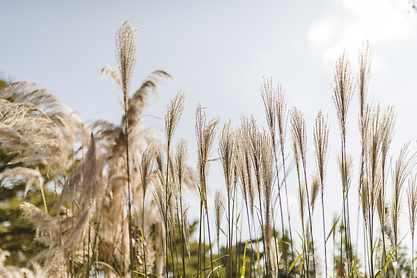포토 JPG 주간 계절 여행 꽃밭 자연 하늘 풍경 사람없음 야외 가을풍경 가을 편안함 감성 팜파스그라스 국내포토 자연요소 식물 꽃 컨셉 감각 생태계 파일형식 가을_계절
