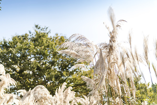 포토 JPG 주간 계절 여행 꽃밭 자연 하늘 풍경 사람없음 야외 가을풍경 가을 편안함 감성 팜파스그라스 국내포토 자연요소 식물 꽃 컨셉 감각 생태계 파일형식 가을_계절
