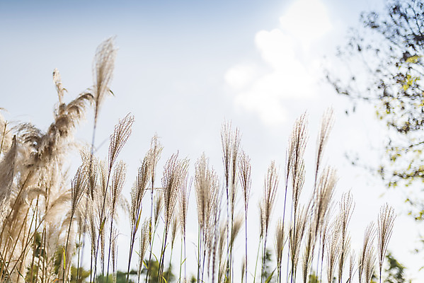 포토 JPG 주간 계절 여행 꽃밭 자연 하늘 풍경 사람없음 야외 가을풍경 가을 편안함 감성 팜파스그라스 국내포토 자연요소 식물 꽃 컨셉 감각 생태계 파일형식 가을_계절