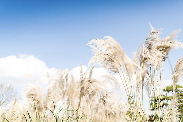 포토 JPG 주간 계절 여행 꽃밭 자연 하늘 풍경 사람없음 야외 가을풍경 가을 편안함 감성 팜파스그라스 국내포토 자연요소 식물 꽃 컨셉 감각 생태계 파일형식 가을_계절