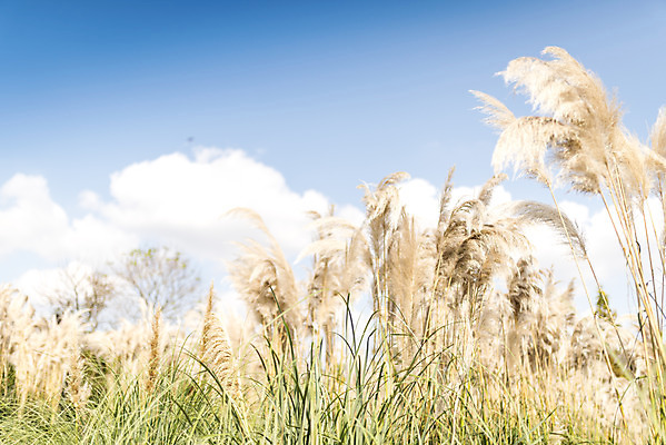 포토 JPG 주간 계절 여행 꽃밭 자연 하늘 풍경 사람없음 야외 가을풍경 가을 편안함 감성 팜파스그라스 국내포토 자연요소 식물 꽃 컨셉 감각 생태계 파일형식 가을_계절
