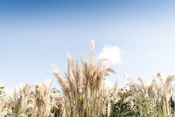 포토 JPG 주간 계절 여행 꽃밭 자연 하늘 풍경 사람없음 야외 가을풍경 가을 편안함 감성 팜파스그라스 국내포토 자연요소 식물 꽃 컨셉 감각 생태계 파일형식 가을_계절