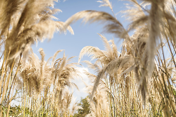 포토 JPG 주간 계절 여행 꽃밭 자연 하늘 풍경 사람없음 야외 가을풍경 가을 편안함 감성 팜파스그라스 국내포토 자연요소 식물 꽃 컨셉 감각 생태계 파일형식 가을_계절