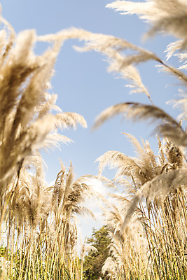 포토 JPG 주간 계절 여행 꽃밭 자연 하늘 풍경 사람없음 야외 가을풍경 가을 편안함 감성 팜파스그라스 국내포토 자연요소 식물 꽃 컨셉 감각 생태계 파일형식 가을_계절