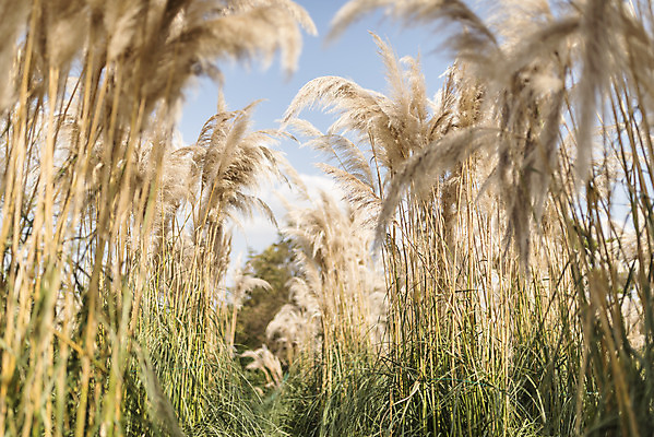 포토 JPG 주간 계절 여행 꽃밭 자연 하늘 풍경 사람없음 야외 가을풍경 가을 편안함 감성 팜파스그라스 국내포토 자연요소 식물 꽃 컨셉 감각 생태계 파일형식 가을_계절