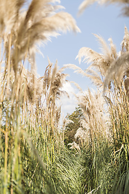 포토 JPG 주간 계절 여행 꽃밭 자연 하늘 풍경 사람없음 야외 가을풍경 가을 편안함 감성 팜파스그라스 국내포토 자연요소 식물 꽃 컨셉 감각 생태계 파일형식 가을_계절