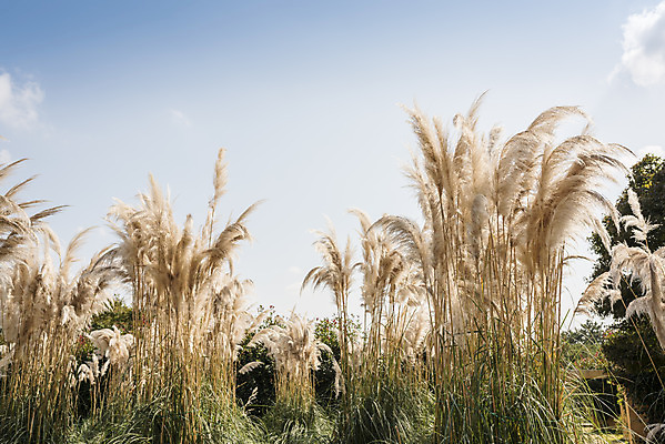 포토 JPG 주간 계절 여행 꽃밭 자연 하늘 풍경 사람없음 야외 가을풍경 가을 편안함 감성 팜파스그라스 국내포토 자연요소 식물 꽃 컨셉 감각 생태계 파일형식 가을_계절
