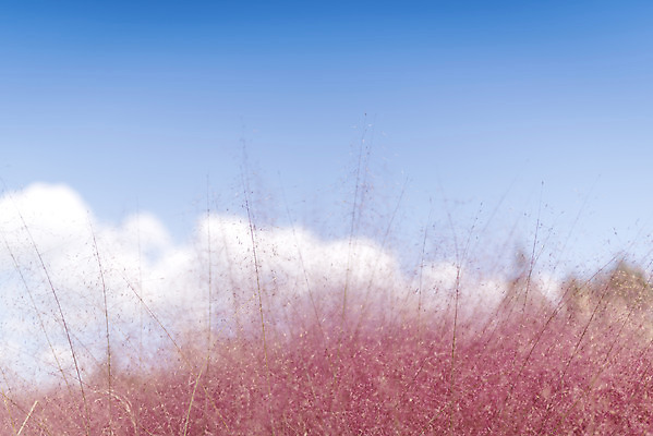 포토 JPG 주간 계절 여행 꽃밭 자연 풍경 사람없음 야외 가을풍경 가을 편안함 감성 핑크뮬리 국내포토 자연요소 식물 꽃 컨셉 감각 생태계 파일형식 가을_계절