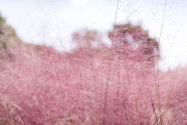 포토 JPG 주간 계절 여행 꽃밭 자연 풍경 사람없음 야외 가을풍경 가을 편안함 감성 핑크뮬리 국내포토 자연요소 식물 꽃 컨셉 감각 생태계 파일형식 가을_계절