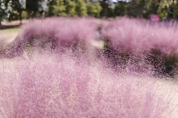 포토 JPG 주간 계절 여행 꽃밭 자연 풍경 사람없음 야외 가을풍경 가을 편안함 감성 핑크뮬리 국내포토 자연요소 식물 꽃 컨셉 감각 생태계 파일형식 가을_계절