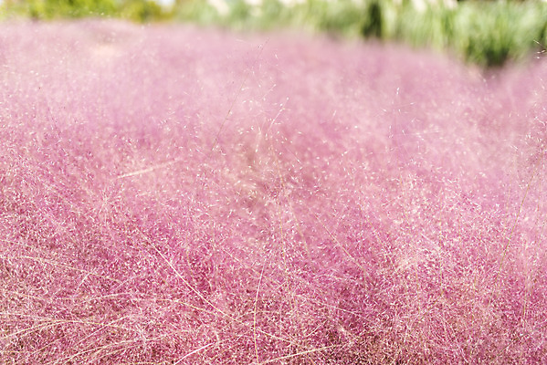 포토 JPG 주간 계절 여행 꽃밭 자연 풍경 사람없음 야외 가을풍경 가을 편안함 감성 핑크뮬리 국내포토 자연요소 식물 꽃 컨셉 감각 생태계 파일형식 가을_계절