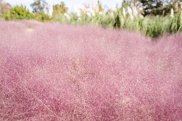 포토 JPG 주간 계절 여행 꽃밭 자연 풍경 사람없음 야외 가을풍경 가을 편안함 감성 핑크뮬리 국내포토 자연요소 식물 꽃 컨셉 감각 생태계 파일형식 가을_계절