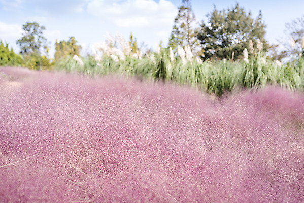 포토 JPG 주간 계절 여행 꽃밭 자연 풍경 사람없음 야외 가을풍경 가을 편안함 감성 핑크뮬리 국내포토 자연요소 식물 꽃 컨셉 감각 생태계 파일형식 가을_계절