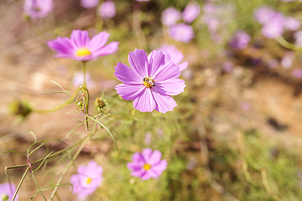 포토 JPG 주간 계절 여행 꽃밭 자연 풍경 근접촬영 사람없음 야외 가을풍경 가을 편안함 코스모스 감성 국내포토 자연요소 꽃 뷰포인트 컨셉 감각 생태계 파일형식 가을_계절