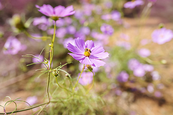 포토 JPG 주간 계절 여행 꽃밭 자연 풍경 근접촬영 사람없음 야외 가을풍경 가을 편안함 코스모스 감성 국내포토 자연요소 꽃 뷰포인트 컨셉 감각 생태계 파일형식 가을_계절
