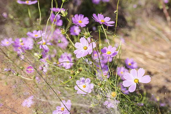 포토 JPG 주간 계절 여행 꽃밭 자연 풍경 근접촬영 사람없음 야외 가을풍경 가을 편안함 코스모스 감성 국내포토 자연요소 꽃 뷰포인트 컨셉 감각 생태계 파일형식 가을_계절