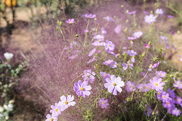 포토 JPG 주간 계절 여행 꽃밭 자연 풍경 근접촬영 사람없음 야외 가을풍경 가을 편안함 코스모스 감성 국내포토 자연요소 꽃 뷰포인트 컨셉 감각 생태계 파일형식 가을_계절