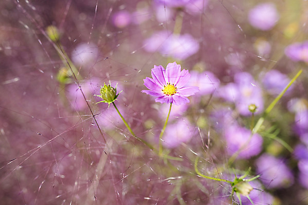 포토 JPG 주간 계절 여행 꽃밭 자연 풍경 근접촬영 사람없음 야외 가을풍경 가을 편안함 코스모스 감성 국내포토 자연요소 꽃 뷰포인트 컨셉 감각 생태계 파일형식 가을_계절