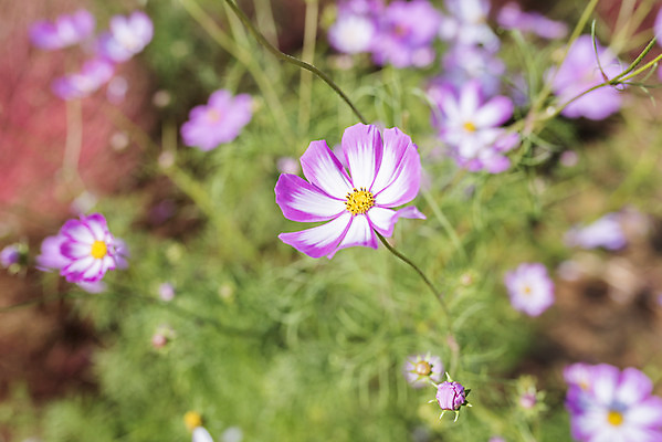 포토 JPG 주간 계절 여행 꽃밭 자연 풍경 근접촬영 사람없음 야외 가을풍경 가을 편안함 코스모스 감성 국내포토 자연요소 꽃 뷰포인트 컨셉 감각 생태계 파일형식 가을_계절