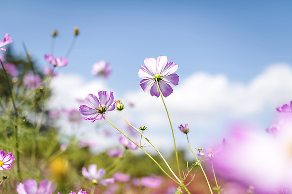 포토 JPG 주간 계절 여행 꽃밭 자연 풍경 근접촬영 사람없음 야외 가을풍경 가을 편안함 코스모스 감성 국내포토 자연요소 꽃 뷰포인트 컨셉 감각 생태계 파일형식 가을_계절