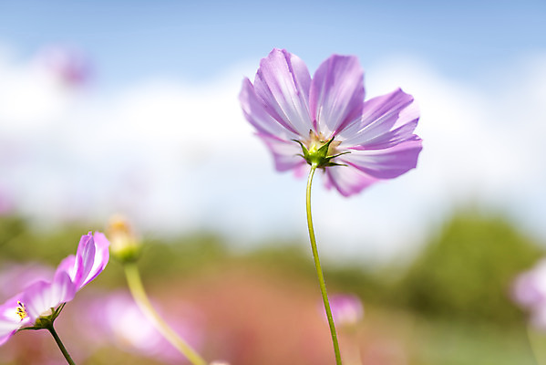 포토 JPG 주간 계절 여행 꽃밭 자연 풍경 근접촬영 사람없음 야외 가을풍경 가을 편안함 코스모스 감성 국내포토 자연요소 꽃 뷰포인트 컨셉 감각 생태계 파일형식 가을_계절