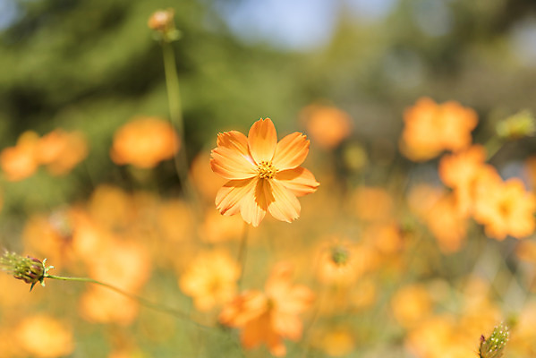 포토 JPG 주간 계절 여행 꽃밭 자연 풍경 근접촬영 사람없음 야외 가을풍경 가을 편안함 코스모스 감성 국내포토 자연요소 꽃 뷰포인트 컨셉 감각 생태계 파일형식 가을_계절