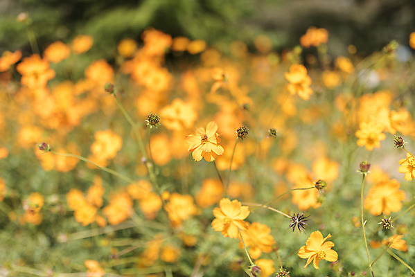 포토 JPG 주간 계절 여행 꽃밭 자연 풍경 사람없음 야외 가을풍경 가을 편안함 코스모스 감성 국내포토 자연요소 꽃 컨셉 감각 생태계 파일형식 가을_계절