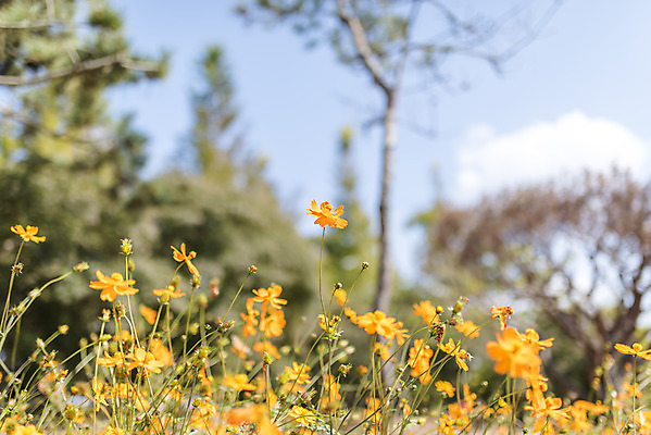 포토 JPG 주간 계절 여행 꽃밭 자연 풍경 사람없음 야외 가을풍경 가을 편안함 코스모스 감성 국내포토 자연요소 꽃 컨셉 감각 생태계 파일형식 가을_계절