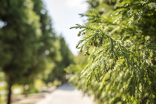 포토 JPG 주간 계절 여행 자연 풍경 사람없음 야외 가을풍경 산책 산책로 가을 편안함 감성 국내포토 자연요소 길 컨셉 휴식 감각 생태계 파일형식 가을_계절