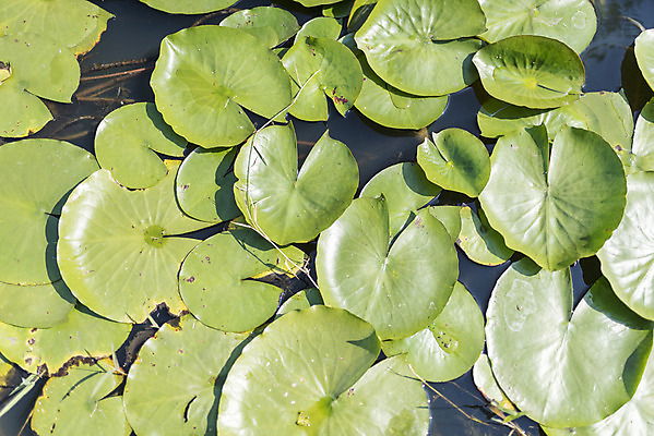 포토 JPG 주간 계절 여행 자연 풍경 사람없음 야외 가을풍경 가을 편안함 연잎 감성 국내포토 자연요소 컨셉 잎 감각 생태계 파일형식 가을_계절