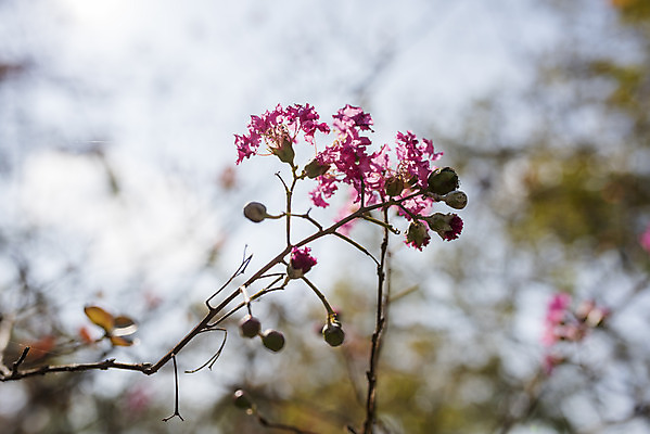 포토 JPG 주간 계절 여행 꽃밭 자연 풍경 사람없음 야외 가을풍경 가을 편안함 철쭉 감성 국내포토 자연요소 꽃 컨셉 감각 생태계 파일형식 가을_계절