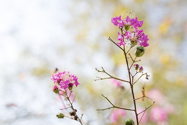 포토 JPG 주간 계절 여행 꽃밭 자연 풍경 사람없음 야외 가을풍경 가을 편안함 철쭉 감성 국내포토 자연요소 꽃 컨셉 감각 생태계 파일형식 가을_계절