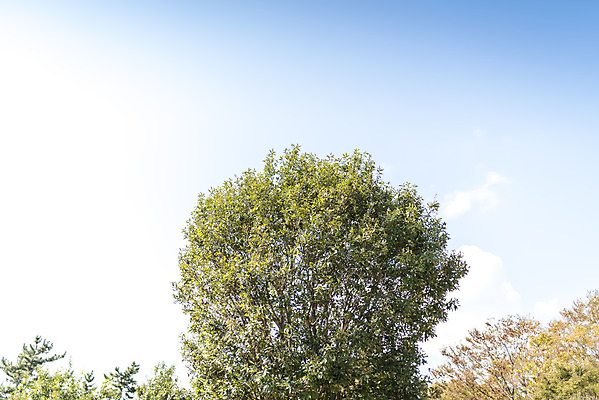 포토 JPG 주간 계절 여행 자연 풍경 사람없음 야외 가을풍경 가을 편안함 감성 국내포토 자연요소 컨셉 감각 생태계 파일형식 가을_계절