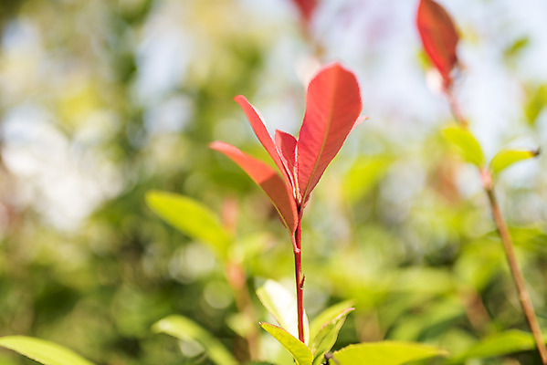 포토 JPG 주간 계절 여행 꽃밭 자연 풍경 근접촬영 사람없음 야외 가을풍경 가을 편안함 감성 국내포토 자연요소 꽃 뷰포인트 컨셉 감각 생태계 파일형식 가을_계절