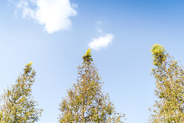 포토 JPG 주간 계절 여행 자연 풍경 사람없음 야외 가을풍경 가을 편안함 감성 국내포토 자연요소 컨셉 감각 생태계 파일형식 가을_계절