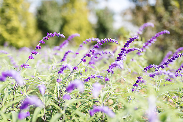 포토 JPG 주간 계절 여행 꽃밭 자연 풍경 근접촬영 사람없음 야외 가을풍경 가을 편안함 감성 라벤더 국내포토 자연요소 꽃 뷰포인트 컨셉 감각 허브 생태계 파일형식 가을_계절