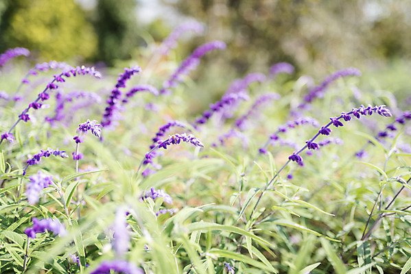 포토 JPG 주간 계절 여행 꽃밭 자연 풍경 근접촬영 사람없음 야외 가을풍경 가을 편안함 감성 라벤더 국내포토 자연요소 꽃 뷰포인트 컨셉 감각 허브 생태계 파일형식 가을_계절