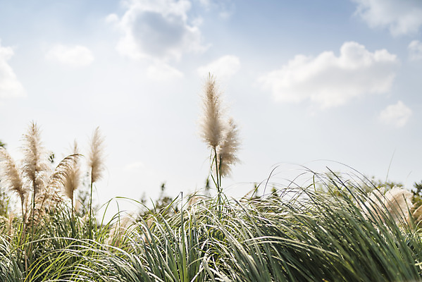 포토 JPG 주간 계절 여행 꽃밭 자연 갈대 풍경 사람없음 야외 가을풍경 가을 편안함 감성 국내포토 자연요소 식물 꽃 컨셉 감각 생태계 파일형식 가을_계절