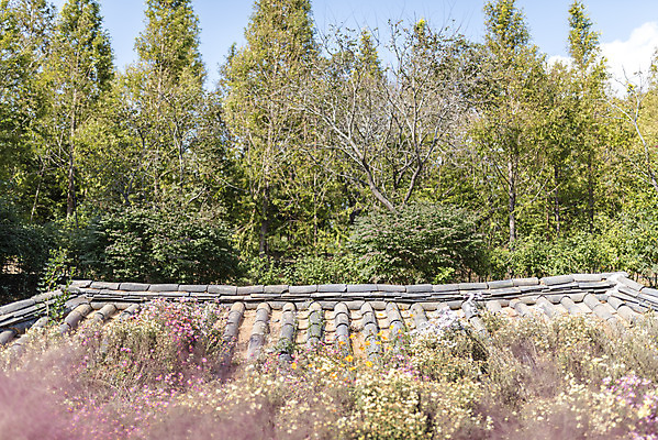 포토 JPG 주간 계절 여행 꽃밭 자연 풍경 사람없음 야외 가을풍경 가을 편안함 감성 국내포토 자연요소 꽃 컨셉 감각 생태계 파일형식 가을_계절