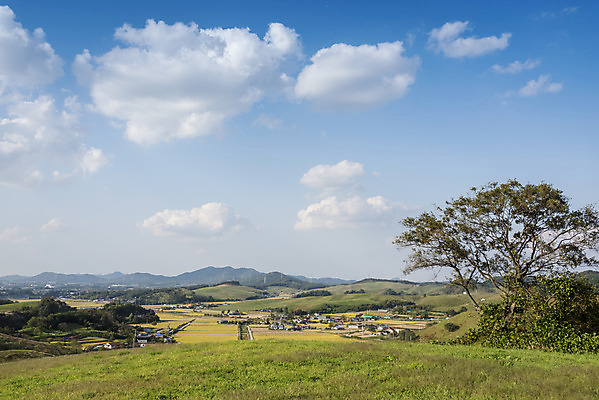 포토 JPG 주간 나무 구름 여행 자연 하늘 한국 풍경 사람없음 야외 가을풍경 가을 언덕 서산 국내포토 자연요소 식물 계절 아시아 충청남도 생태계 파일형식 가을_계절