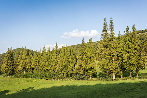 포토 JPG 주간 나무 구름 여행 자연 하늘 한국 풍경 사람없음 야외 가을풍경 가을 서산 국내포토 자연요소 식물 계절 아시아 충청남도 생태계 파일형식 가을_계절
