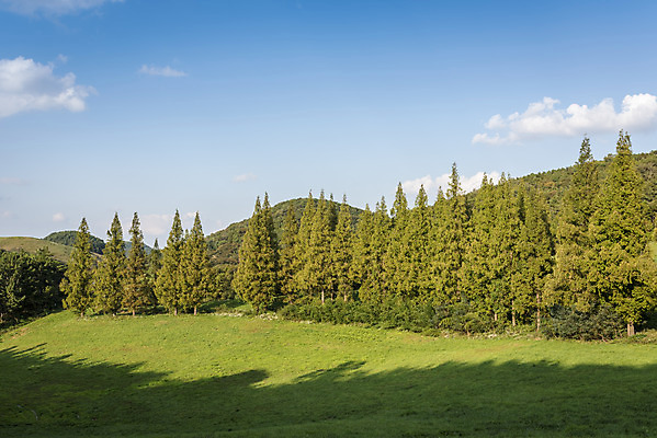 포토 JPG 주간 나무 구름 여행 자연 하늘 한국 풍경 사람없음 야외 가을풍경 가을 서산 국내포토 자연요소 식물 계절 아시아 충청남도 생태계 파일형식 가을_계절