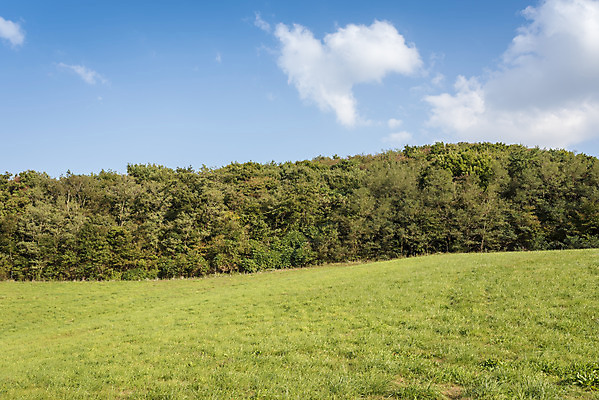 포토 JPG 주간 나무 구름 여행 자연 하늘 한국 풍경 사람없음 야외 가을풍경 가을 서산 국내포토 자연요소 식물 계절 아시아 충청남도 생태계 파일형식 가을_계절
